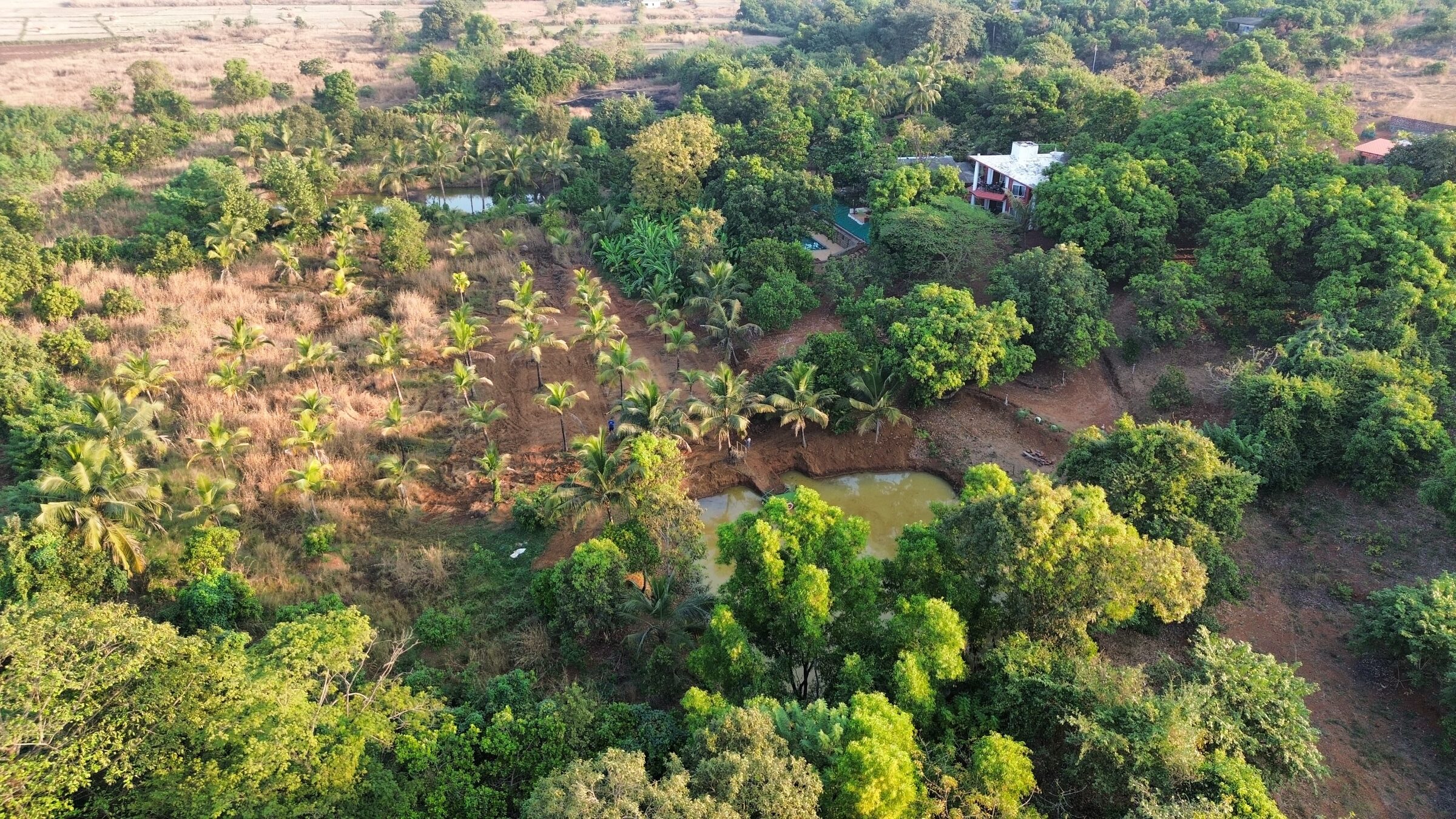 Six acres of grove, lake and mango trees at SuR Resort